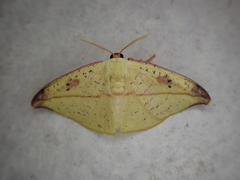 Epigynopteryx