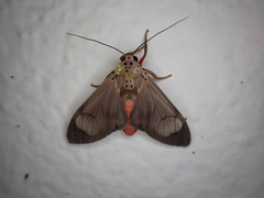 Amerila fennia