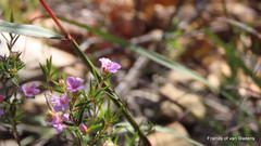 Coleonema aspalathoides