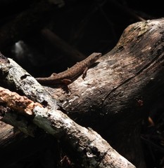 Saproscincus spectabilis