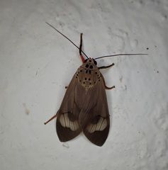Amerila fennia