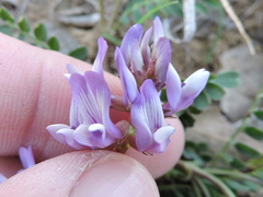 Astragalus lotiflorus