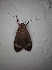Amerila fennia