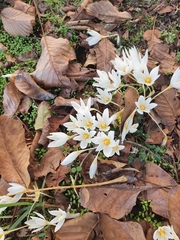 Crocus ochroleucus