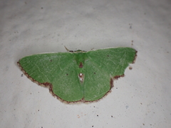 Comibaena hemictenes