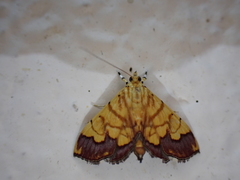 Cryptosara caritalis