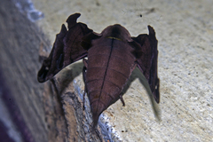 Morwennius decoratus