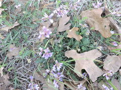 Astragalus lotiflorus