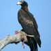 Wedge-tailed Eagle - Photo (c) John Bromilow, some rights reserved (CC BY-NC), uploaded by John Bromilow