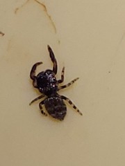 Simaethina