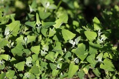 Chenopodium trigonon stellulatum