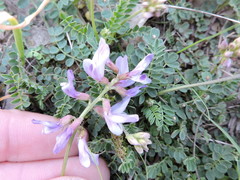 Astragalus lotiflorus