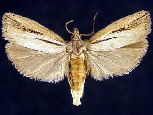 Two-lined Eucosma