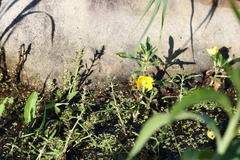 Ludwigia peploides montevidensis