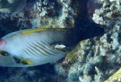 Amanses scopas