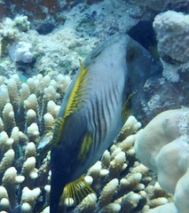 Amanses scopas