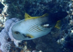 Amanses scopas