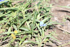 Commelina lanceolata