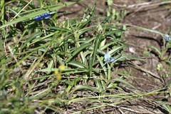 Commelina lanceolata
