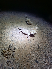 Chondrodactylus pulitzerae