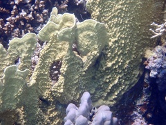 Millepora platyphylla