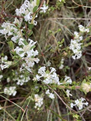Pimelea phylicoides