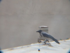 Corvus cornix