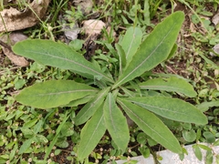 Sonchus lingianus