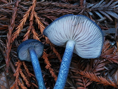 Entoloma subcarneum