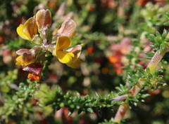 Aspalathus divaricata