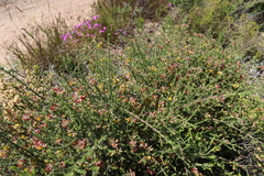 Aspalathus divaricata