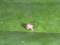 Coneuplecta calculosa