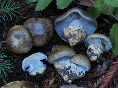 Cortinarius glaucocephalus