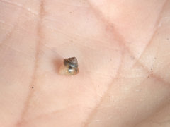 Coneuplecta calculosa