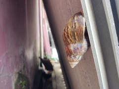 Lissachatina fulica
