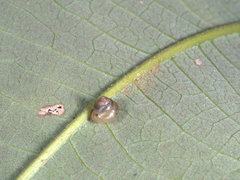 Coneuplecta calculosa