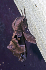 Morwennius decoratus