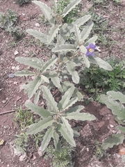 Solanum elaeagnifolium