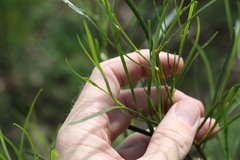 Dodonaea stenophylla