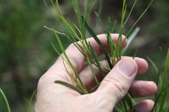 Dodonaea stenophylla