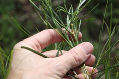 Dodonaea stenophylla