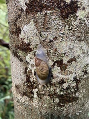 Bothriembryon tasmanicus