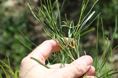 Dodonaea stenophylla