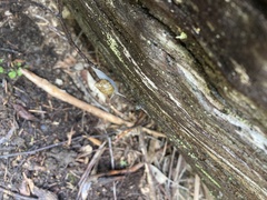 Bothriembryon tasmanicus