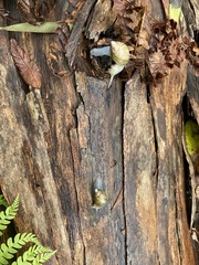 Bothriembryon tasmanicus