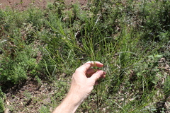 Dodonaea stenophylla