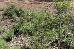 Dodonaea stenophylla