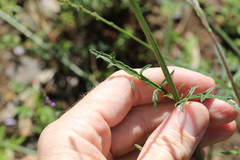 Verbena africana