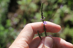 Verbena africana