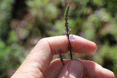 Verbena africana